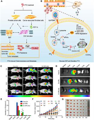 Application of aptamer functionalized nanomaterials in targeting therapeutics of typical tumors